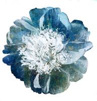 'Full Bloom' by Nancy Parks