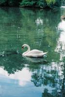"Swan Lake" by Hannah Schindewolf