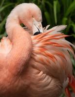 Flamingo by Deborah Dance