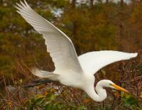 Egret in Flight by Alan Ginsberg