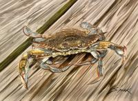 Crabby Catch II by S Park