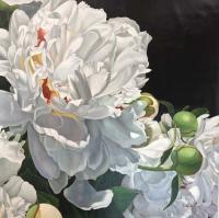 Peony by H Nealson