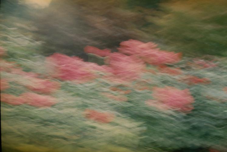 "Rose Garden, Portland OR" by Hannah Schindewolf