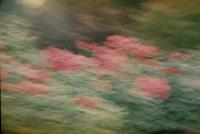"Rose Garden, Portland OR" by Hannah Schindewolf
