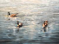 'Geese on the Water' by Kanayo Ede