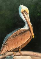 Perching Pelican by Castello