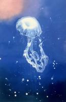 Jellyfish by P Charles