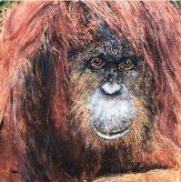 Orangutan by Jerrold Siegal