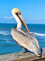 Pelican In Profile by Margaret Nix